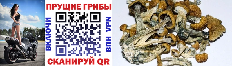 ОМГ ОМГ зеркало  Цивильск  Псилоцибиновые грибы мицелий  наркотики 